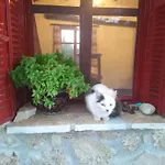 Semesterbostad φιλυρα πετρινο