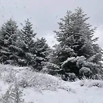 φιλυρα πετρινο Kernitsa