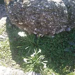 Semesterbostad φιλυρα πετρινο Kernitsa