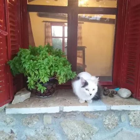 Feriehus φιλυρα πετρινο