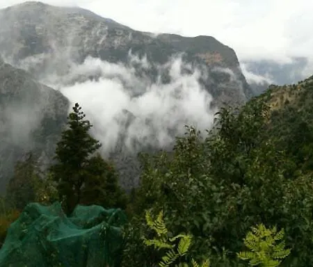 φιλυρα πετρινο *