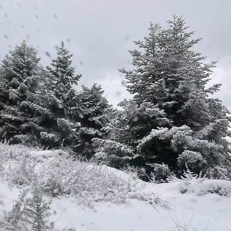 φιλυρα πετρινο Kernitsa