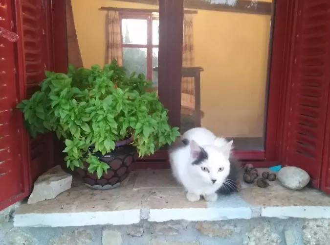 בית נופש φιλυρα πετρινο