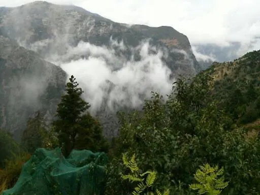 φιλυρα πετρινο *