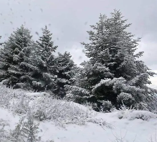 φιλυρα πετρινο Kernitsa