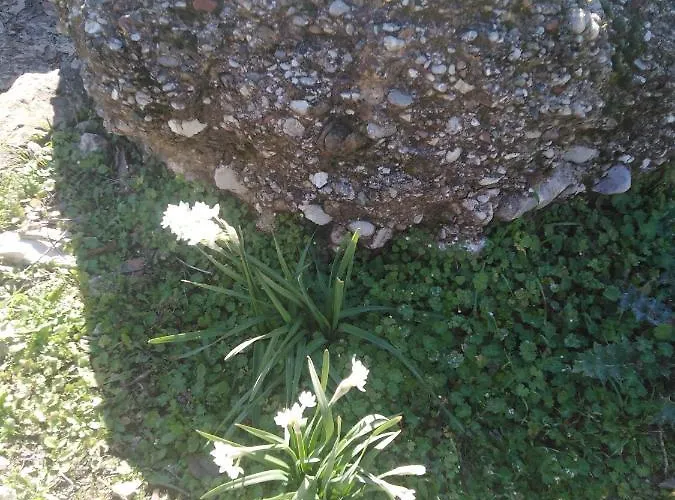Casa de Férias φιλυρα πετρινο Kernitsa